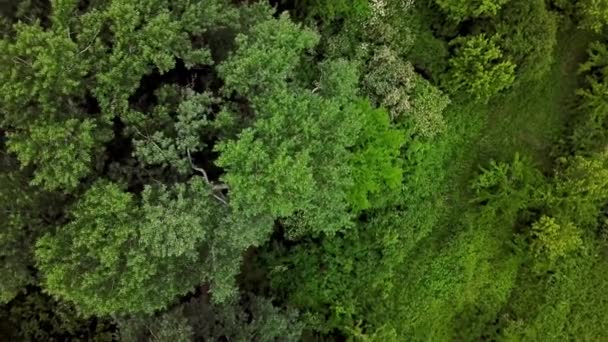Drönare ögon vy uppifrån och ner utsikt över skogen Royaltyfri Stockvideo