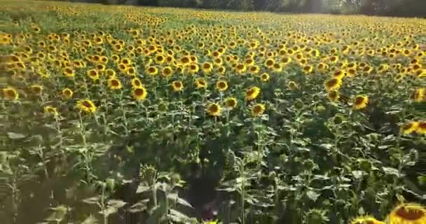survoler feld de tournesols 