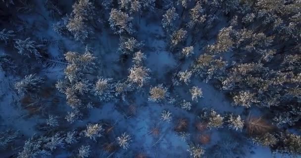 겨울의 눈덮인 나무들 위를 나는 모습 — 비디오