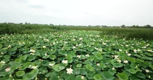 Lago di loto loto rosa in acqua aerea — Video Stock