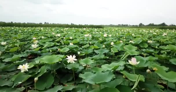 Jezioro lotosów różowe lotosy w powietrzu wody — Wideo stockowe