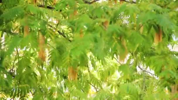 Kołyszące się liście drzew — Wideo stockowe