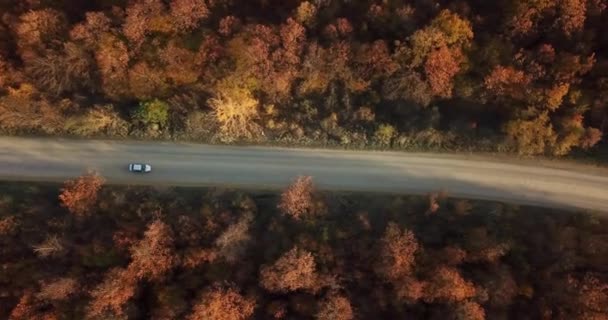 Vista aérea de cima para baixo da estrada entre o outono — Vídeo de Stock