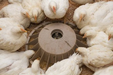 Tavuklu kümes hayvanı çiftliği. Husbandry, P için konut işi.