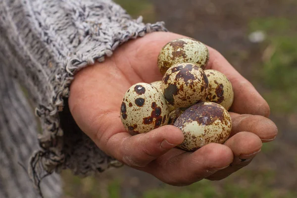 Ovos de codorniz em uma fazenda de codornizes ecológica . — Fotografia de Stock