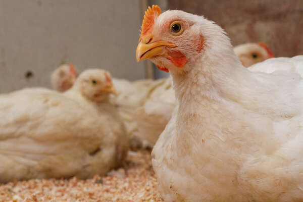 Poultry farm with chicken. Husbandry, housing business for the p