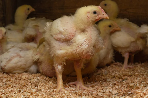 Hodowla kurczaków w pomieszczeniach, karmienie kurczaków i formowanie młodych piskląt — Zdjęcie stockowe