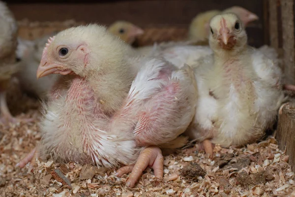 Kryté kuřecí farmy, krmení kuřat, a lití mladých kuřat — Stock fotografie