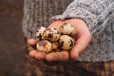 Bir çiftçinin elinde bıldırcın yumurtası..