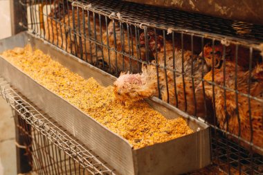 young quail fattening in cages on a quail farm. clipart