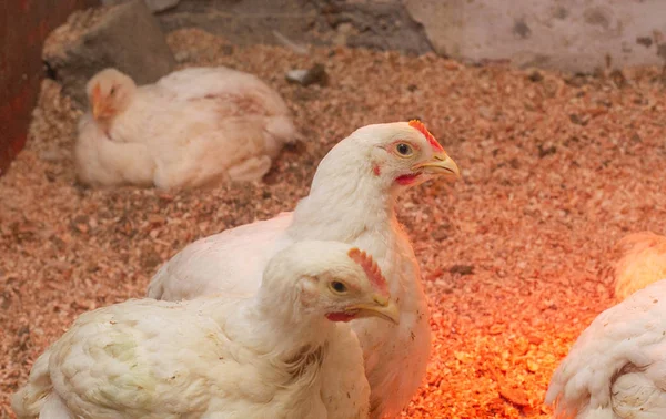 Kryté kuřecí farmy, krmení kuřat, krmení brojlerů. — Stock fotografie