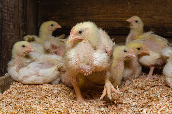 Indoor chicken farm, chicken feeding, broiler chicken feeding.