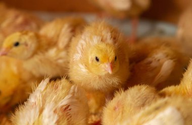 Kapalı alanda tavuk çiftliği, tavuk yemi, ızgara tavuk yemi, f