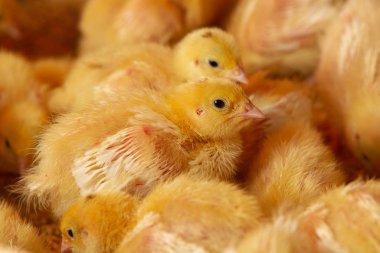 Kapalı alanda tavuk çiftliği, tavuk yemi, ızgara tavuk yemi, f