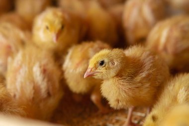 Kapalı alanda tavuk çiftliği, tavuk yemi, ızgara tavuk yemi, f