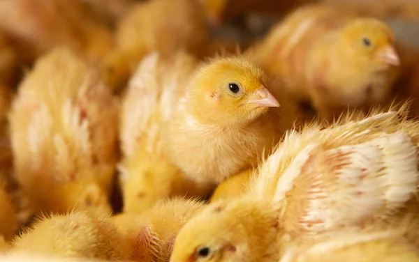 Indoor chicken farm, chicken feeding, broiler chicken feeding, f