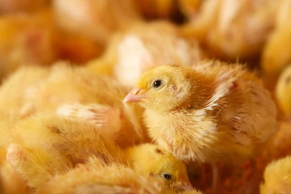 Kryty ferma kurczaków, karmienie kurczaków, karmienie brojlerów, f — Zdjęcie stockowe