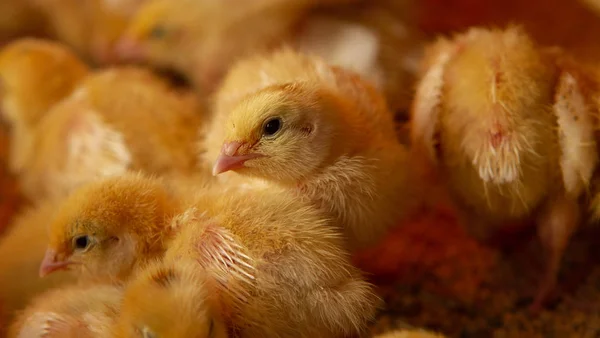 Kryty ferma kurczaków, karmienie kurczaków, karmienie brojlerów, f — Zdjęcie stockowe