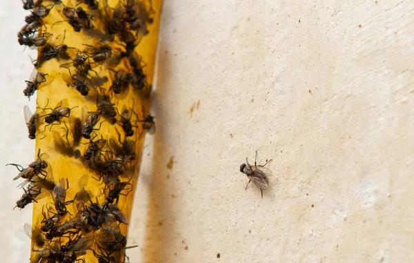 Flypaper pegajoso com moscas coladas, armadilha para moscas ou mata moscas — Fotografia de Stock