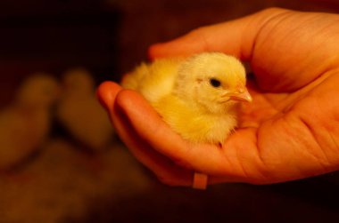 Kapalı alanda tavuk çiftliği, tavuk yemi, ızgara tavuk yemi..