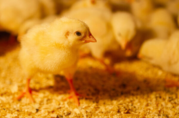 Indoor chicken farm, chicken feeding, broiler chicken feeding.