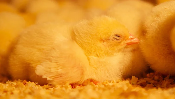Εσωτερική φάρμα κοτόπουλων, σίτιση κοτόπουλου, σίτιση κοτόπουλου κρεατοπαραγωγής. — Φωτογραφία Αρχείου