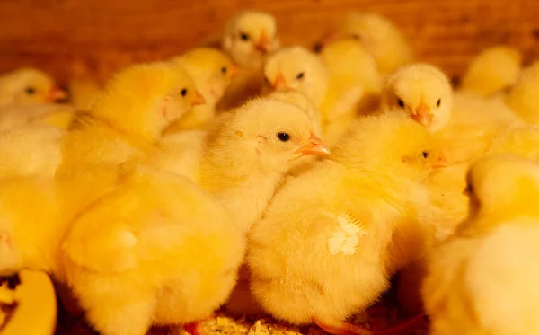 Εσωτερική φάρμα κοτόπουλων, σίτιση κοτόπουλου, σίτιση κοτόπουλου κρεατοπαραγωγής. — Φωτογραφία Αρχείου