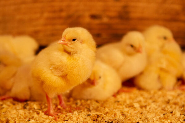 Indoor chicken farm, chicken feeding, broiler chicken feeding.