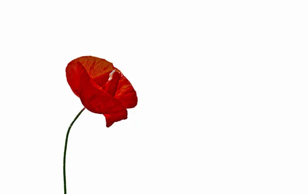 Poppy isolated on white — Stock Photo, Image