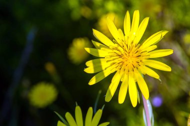 Sarı dağ vahşi çiçek