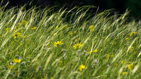 Erba selvatica di montagna — Foto Stock