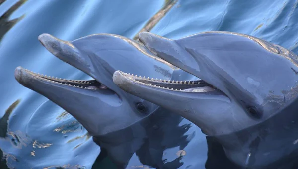 Swimimg δελφίνια στο νερό — Φωτογραφία Αρχείου