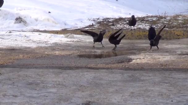 Flock Crows City Day Bathing Warm Puddle Asphalt Winter — Stock Video