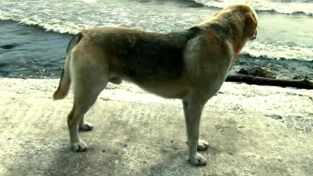 Um cão vadio fica na margem do rio — Vídeo de Stock