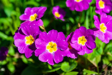 İlkbaharda, güzel çiçekleri açtı, mavi renkte, yakın planda,