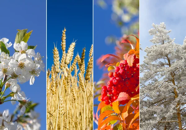 Collage of four seasons