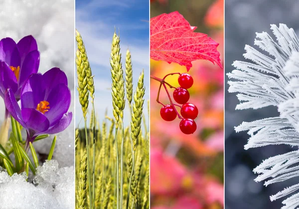 4 つの季節のコラージュ — ストック写真