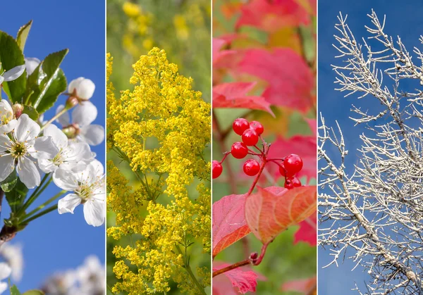 Collage of four seasons