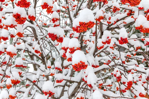 Snötäckta rönn — Stockfoto