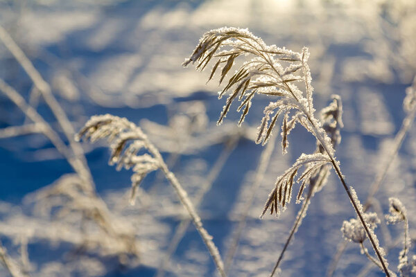 Frosty morning in the fields