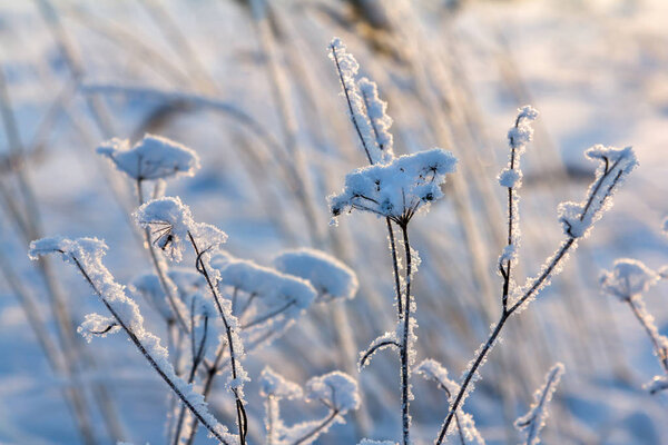 Frosty morning in the fields
