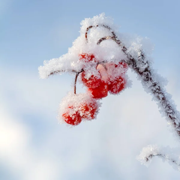 Ceniza de montaña cubierta de nieve — Foto de Stock