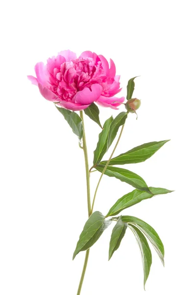 Geïsoleerde roze pioen — Stockfoto