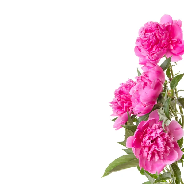 粉红色的牡丹束 — 图库照片