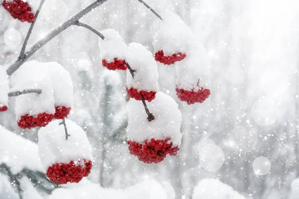 Ceniza de montaña cubierta de nieve — Foto de Stock