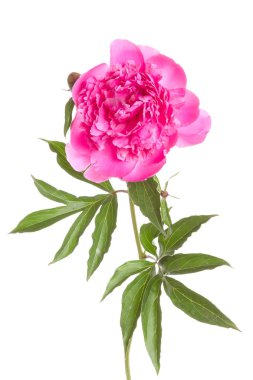 izole pembe Şakayık