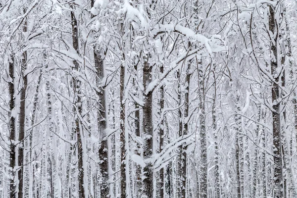 Invierno en las montañas — Foto de Stock