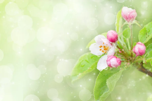 Primavera árvore de maçã com flores — Fotografia de Stock