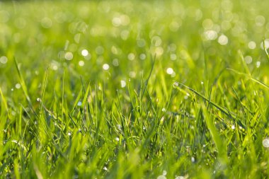 Bahar güneşli sabah