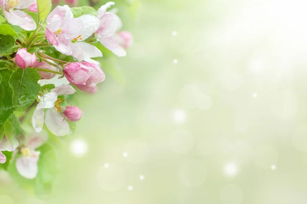 Primavera árvore de maçã com flores — Fotografia de Stock